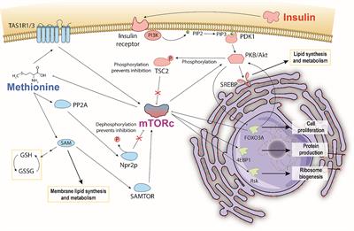 Imaging Sub-Cellular Methionine and Insulin Interplay in Triple Negative Breast Cancer Lipid Droplet Metabolism